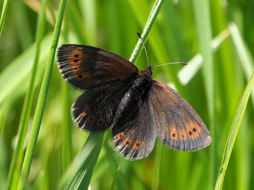 Erebia epiphron